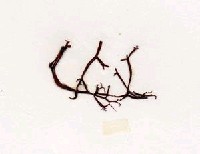 藏品(海蘿)的圖片